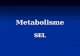 6 Metabolisme SEL