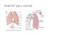 Anatomi Paru Normal1