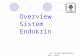 82568989 Endokrin 101101a Dr Erlina Overview Endokrin 2011