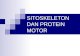Sitoskeleton Dan Protein Motor