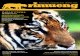 Volume 1 No. 3 - December 2011 KABAR … · Perdagangan Ilegal Satwa Liar telah melakukan pemantauan situs-situs yang memperjual-belikan satwa liar dilindungi, termasuk harimau Sumatera.