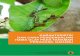 BPK Banjarbaru - Gaharu serangan, dinamika populasi ulat daun gaharu bersifat ﬂ uktuatif, sangat dipengaruhi oleh faktor lingkungan dan ketersediaan pakan. Kepadatan populasi hama