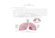 BAB II Anatomi dan Fisiologi Paru - eprints.umm.ac.ideprints.umm.ac.id/58625/3/BAB II.pdf · 2.1 Anatomi dan Fisiologi Paru Sistem pernapasan mencakup paru dan sistem saluran yang