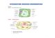 SEL HEWAN - Struktur inti Mitokondria Sintesis ATP, respirasi sel Kloroplas Autotrof Ribosom Sintesis